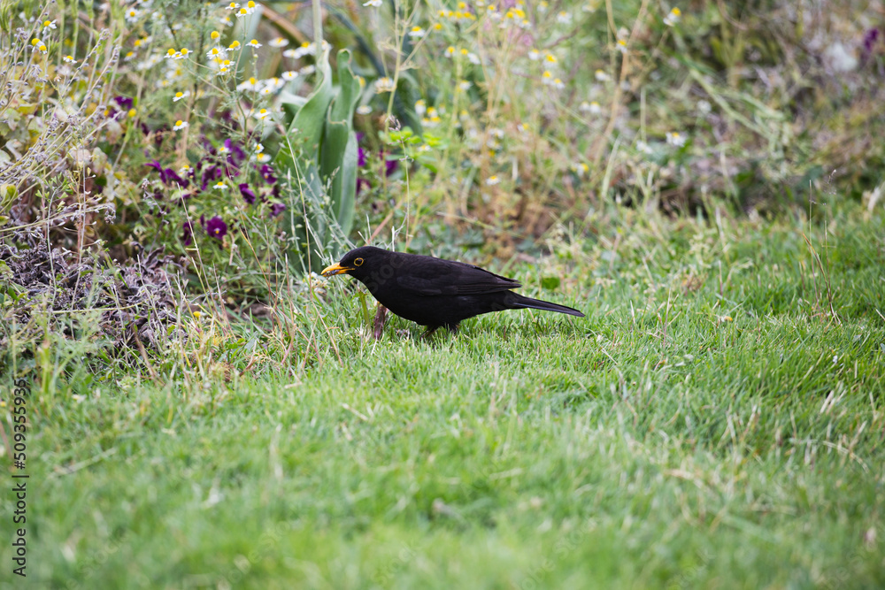 Black starling in the grass looking for insects for food Black starling in the grass looking for insects for food