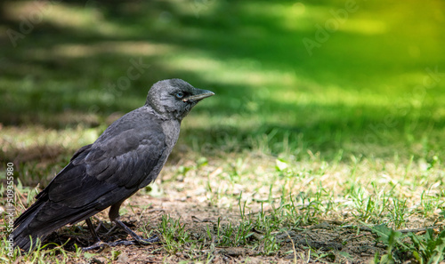 Wild bird jackdaw outdoors on the ground. © Barillo_Picture