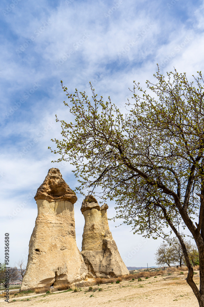 Selective focus on fairy chimneys behind a beautiful tree in Pasabag Monks Valley Cappadocia, Avanos, Nevsehir, Turkey.