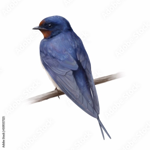 Barn Swallow. Watercolour illustration of a swallow bird. Idea for educational books, postcards, stickers, tattoo.