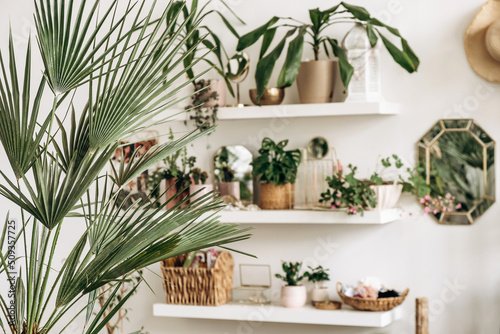 Bright authentic home interior.Shelves with indoor plants and decor.Home gardening,urban jungle,biophilic design.Selective focus. © Tatyana