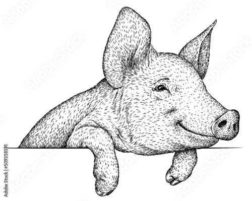 black and white engrave isolated pig illustration