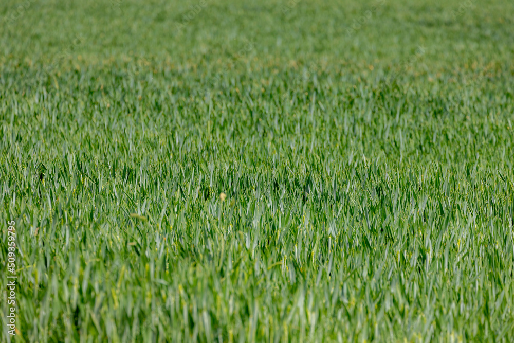 Selective focus of grain on the field, Triticum aestivum common bread wheat, Young ears of green rye in the farm in spring, Agriculture industry in countryside, Nature pattern background. Selective focus of grain on the field, Triticum aestivum common bread wheat, Young ears of green rye in the farm in spring, Agriculture industry in countryside, Nature pattern background.