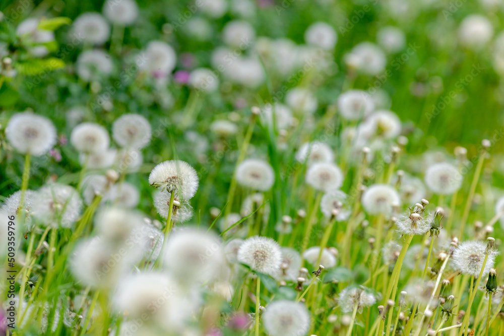 Soft and selective focus of white fluffy flowers dandelion with green meadow as background, Taraxacum erythrospermum or common name red-seeded dandelion on the filed, Nature floral pattern background. Soft and selective focus of white fluffy flowers dandelion with green meadow as background, Taraxacum erythrospermum or common name red-seeded dandelion on the filed, Nature floral pattern background.