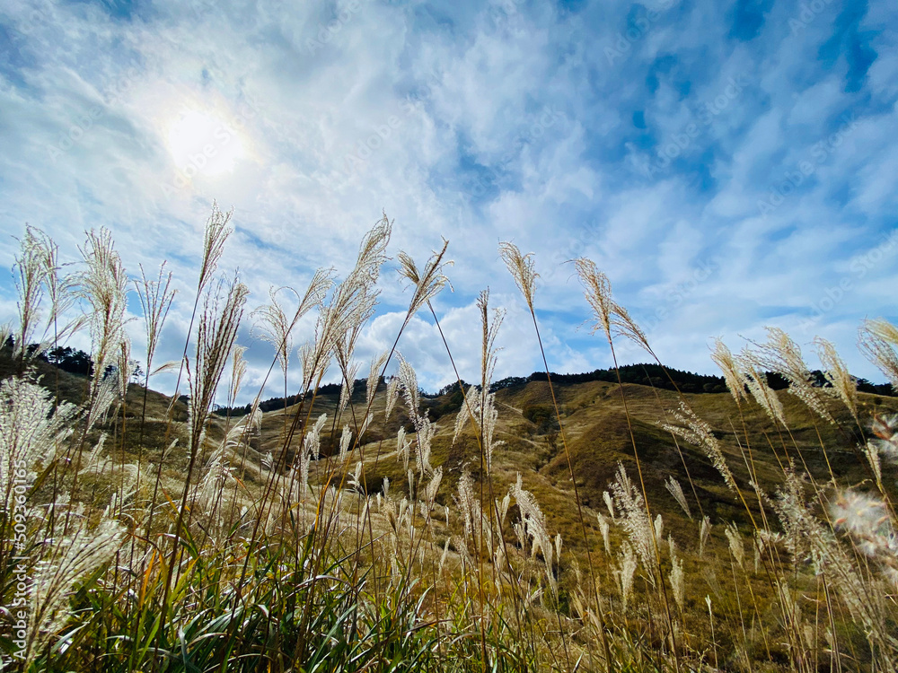 Japanese silver grass