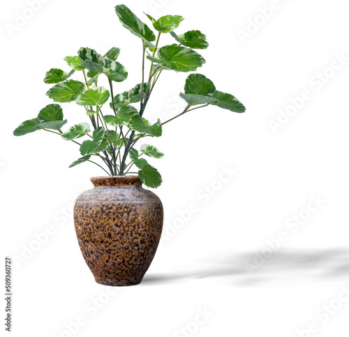 Polyscias fruticosa in vase isolated on white background . (Araliaceae) ornamental and easy to grow.houseplant