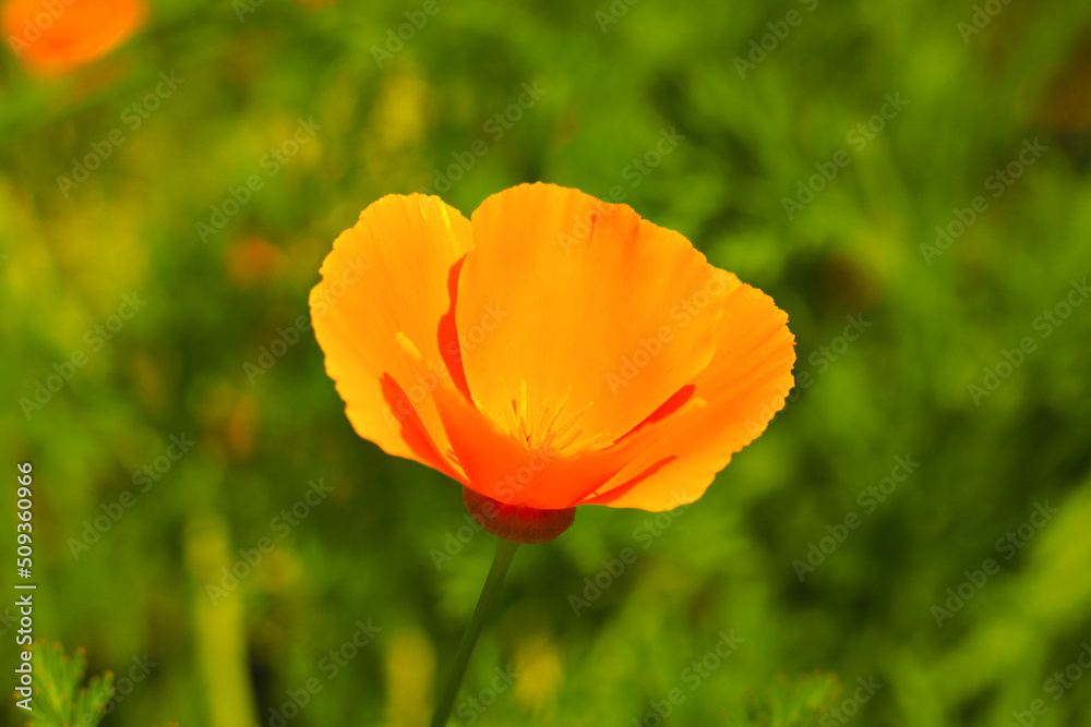 Golden Poppies (Eschscholzia californica) on a meadow in a park
Golden Poppies (Eschscholzia californica) on a meadow in a park