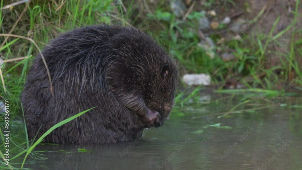A Eurasian beaver cleaning in the morning A Eurasian beaver cleaning in the morning
