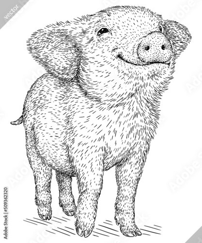 black and white engrave isolated pig vector illustration