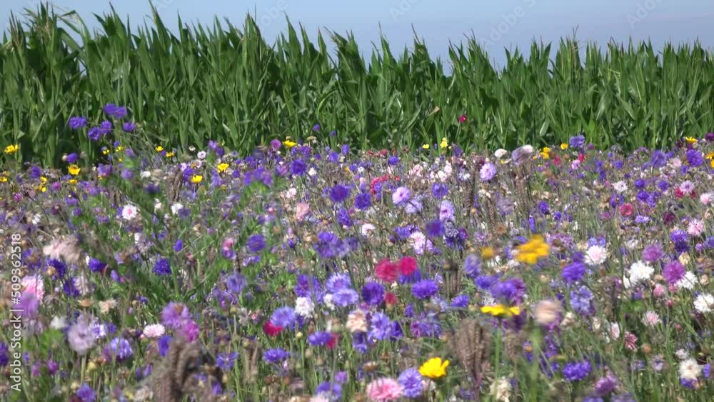 Sonnige Wildblumenwiese im Wind, im Hintergrund Maisfeld Horizont
