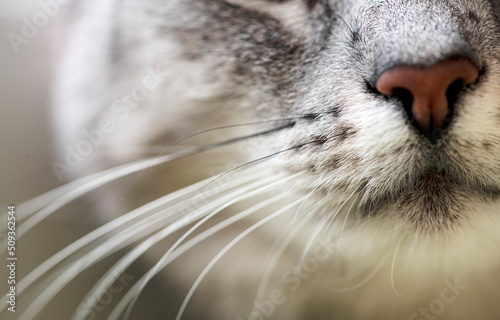 Cat portrait close up, only mustach,  cat face macro photo