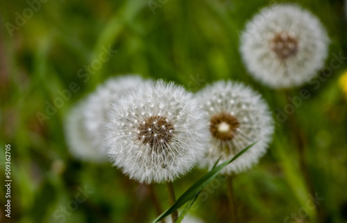 dandelion