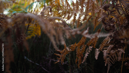 Feuilles de fougère aux teintes orangées, en période de fin d'été, dans la forêt des Landes de Gascogne © Anthony