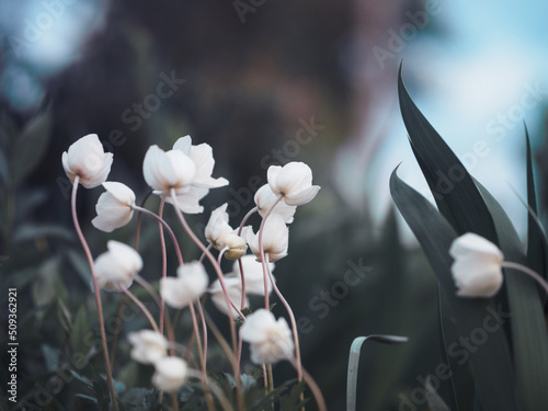 Small white flowers beautiful bokeh background