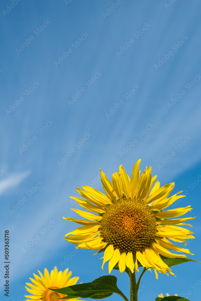 ひまわりと青空, 真夏の向日葵, 元気パワーがでる暑いイメージ, 背景素材, Sunflowers in full bloom and blue sky, Midsummer sunflower Hot image with energetic power , Background material , Asia Japan, ひまわりと青空, 真夏の向日葵, 元気パワーがでる暑いイメージ, 背景素材, Sunflowers in full bloom and blue sky, Midsummer sunflower Hot image with energetic power , Background material , Asia Japan,