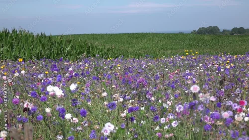 Sonnige Wildblumenwiese im Wind, im Hintergrund Maisfeld Horizont