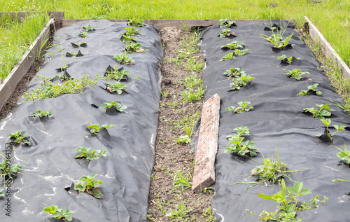 Neat long beds of strawberries covered with black agrofibre. A green strawberry plant in a dark black spunbond hole in the ground. Application of modern technologies for growing strawberries.