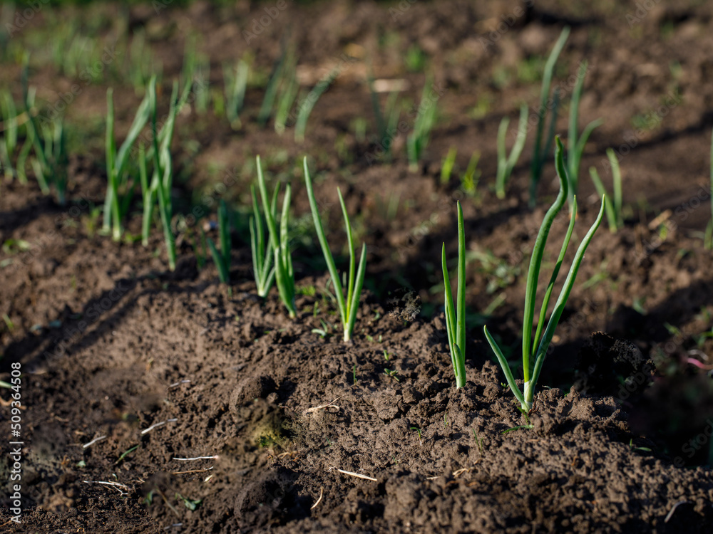 Close up of rows of sown onions plants growing in the soil. It's a sunny day in the summer season. Organic vegetable concept Close up of rows of sown onions plants growing in the soil. It's a sunny day in the summer season. Organic vegetable concept