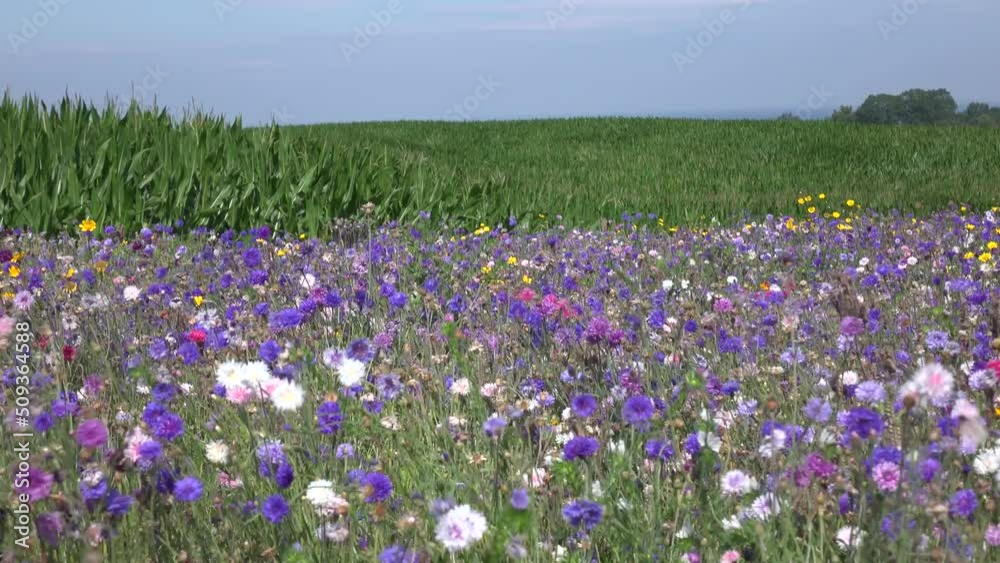 Sonnige Wildblumenwiese im Wind, im Hintergrund Maisfeld Horizont