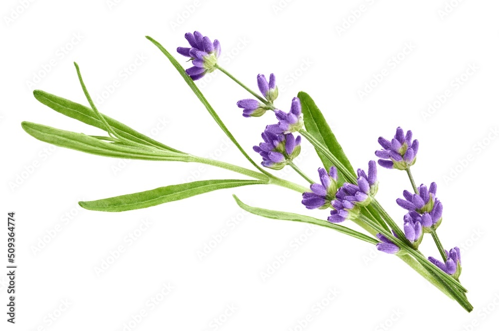 Lavender flowers isolated on white background Lavender flowers isolated on white background