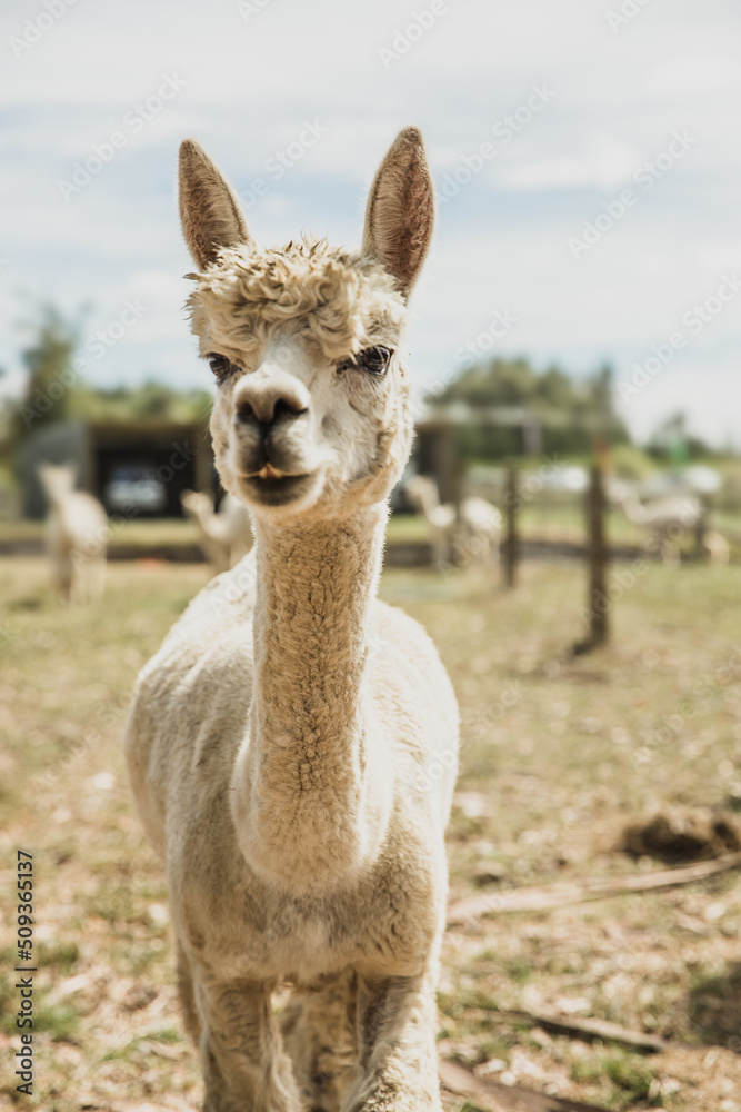 alpaca on natural background, llama on a farm, domesticated wild animal cute and funny with curly hair used for wool. High quality photo