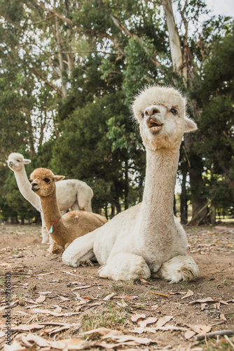 alpaca on natural background  llama on a farm  domesticated wild animal cute and funny with curly hair used for wool. High quality photo