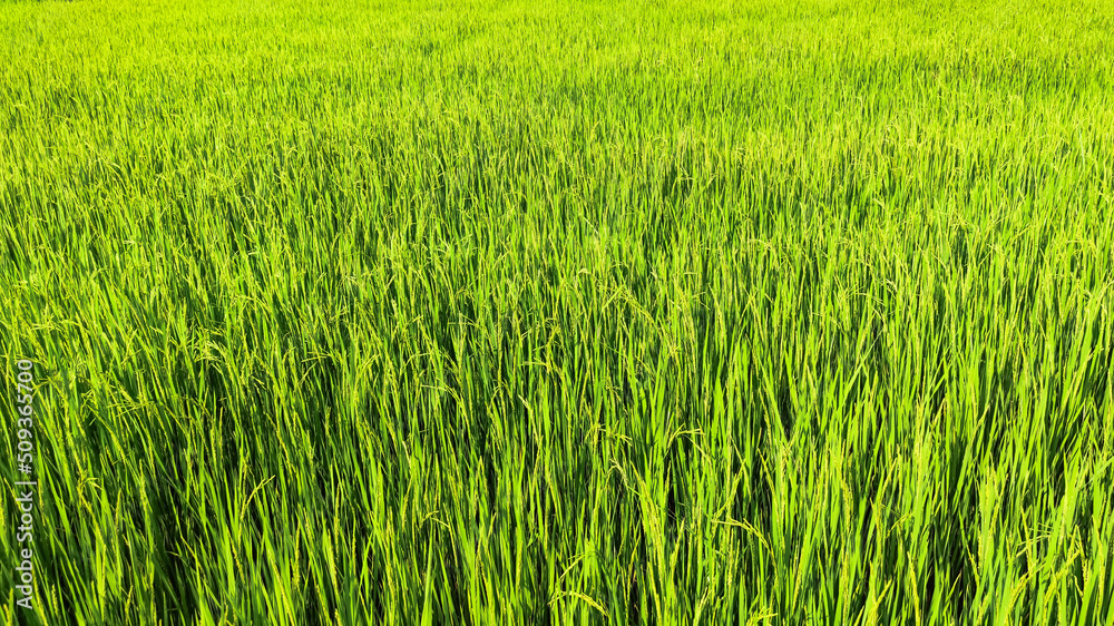 Landscape view of rice field at daytime. Summer breeze at the green field. Rice field wallpaper.