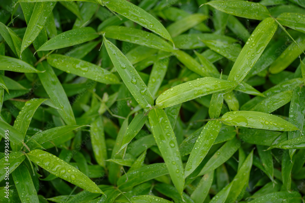 雨上がりの鮮やかな色の笹 雨上がりの鮮やかな色の笹