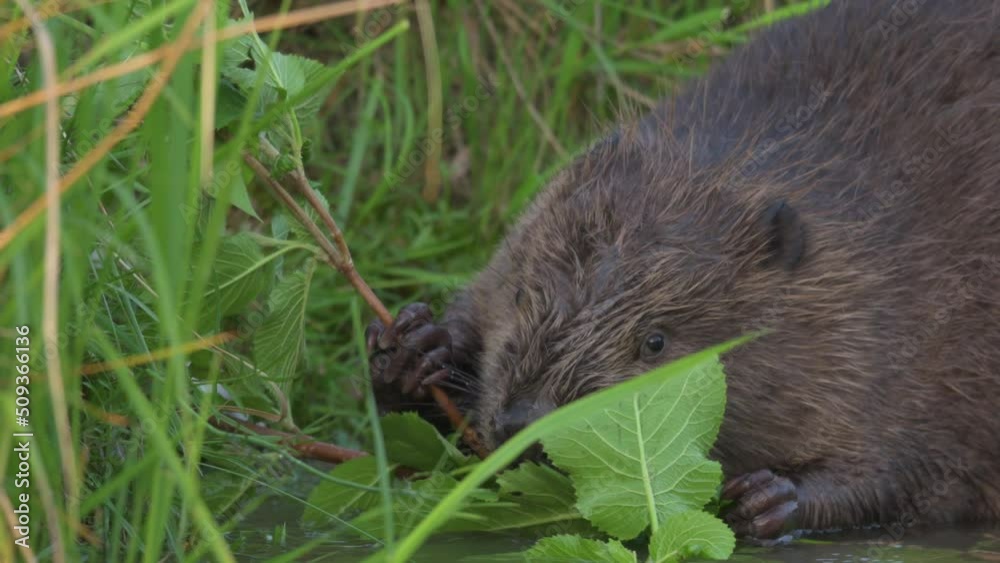 A Eurasian beaver eating in the morning A Eurasian beaver eating in the morning