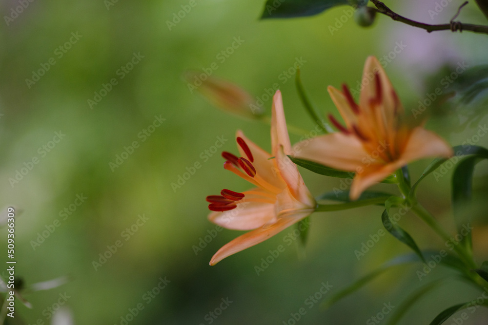 Fototapeta premium 東京赤坂にある氷川神社の手水舎に飾られた百合の花