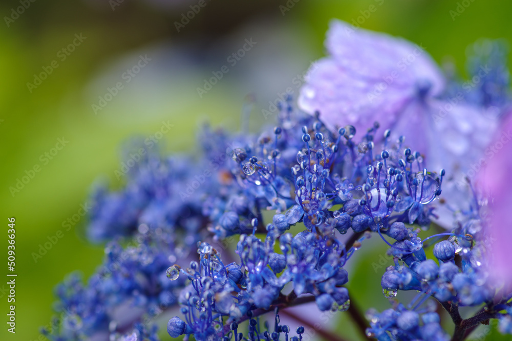雨に濡れたガクアジサイ