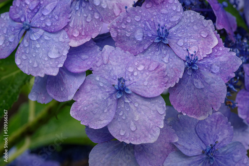 雨に濡れたガクアジサイ