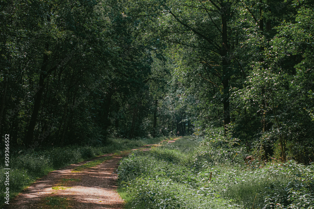 Obraz premium path in the woods