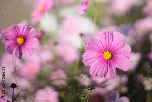 pink cosmos flowers