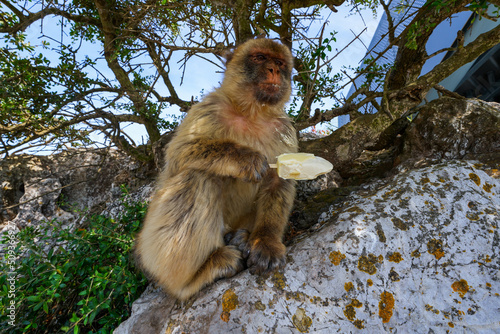 Barbary macaque monkey eating a white chocolate ice-cream that he stole from a young tourist at the top of the Rock of Gibraltar