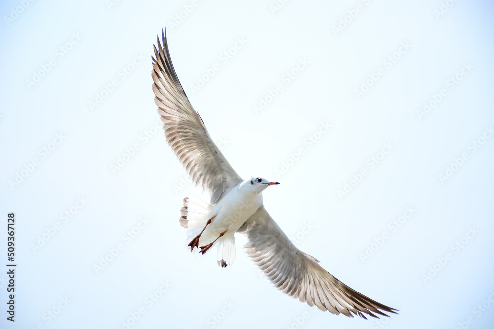 Obraz premium seagull in flight