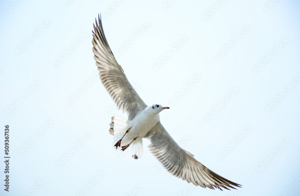 Obraz premium seagull in flight