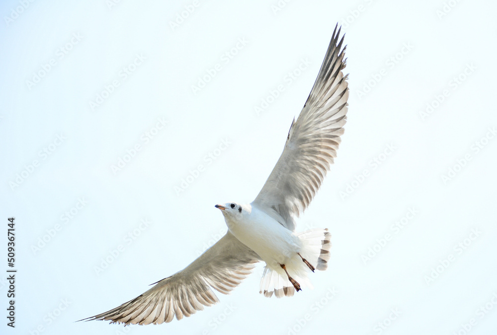 seagull in flight