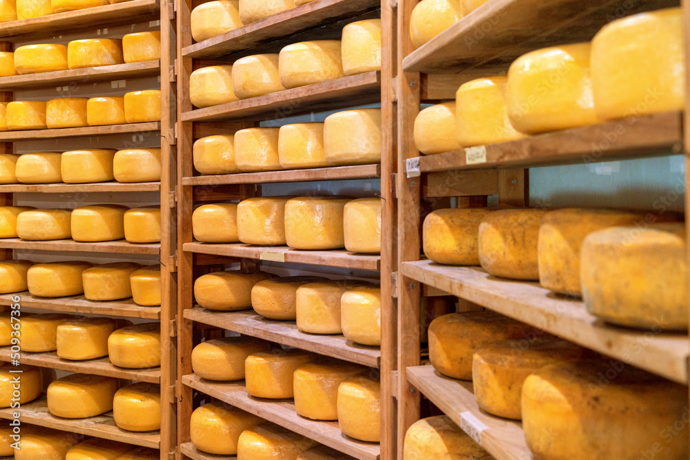 processed round cheese blocks curing on wooden shalving processed round cheese blocks curing on wooden shalving
