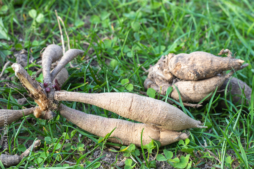 Fototapeta premium Dahlia tubers on the ground, sprouting. Hybrid bulbs before planting. Eye of a dahlia tuber with a shoot - ready for spring planting. A plant of the Asteraceae family with tuberous roots.