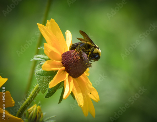 bee on yellow flower
