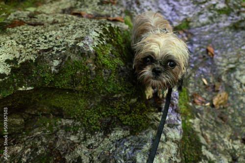 dog on a stone