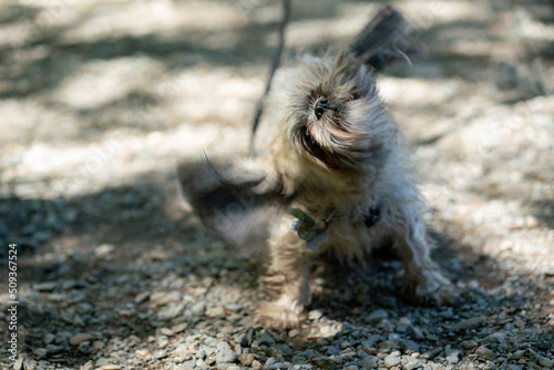 little dog