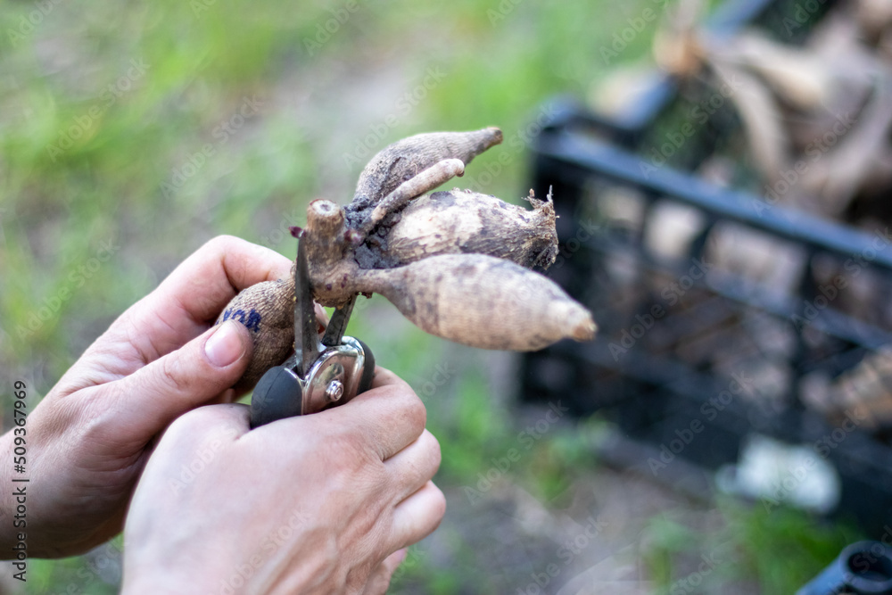 The gardener sorts out dahlia tubers. Plant root care. Dahlia tubers on the ground before planting. Planting a sprouted dahlia tuber with shoots in a spring flower garden. The gardener sorts out dahlia tubers. Plant root care. Dahlia tubers on the ground before planting. Planting a sprouted dahlia tuber with shoots in a spring flower garden.