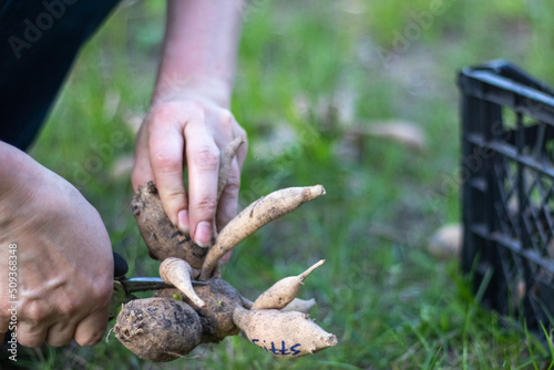 The gardener sorts out dahlia tubers. Plant root care. Dahlia tubers on the ground before planting. Planting a sprouted dahlia tuber with shoots in a spring flower garden.