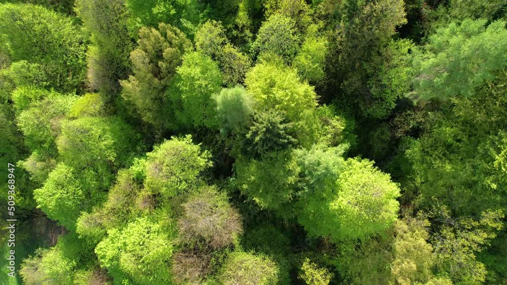AERIAL TOP DOWN: Flying above lush green mixed forest tree tops on a sunny day. Vivid colors of wild woodland in springtime. Gorgeous canopies of deciduous and coniferous trees in many shades of green