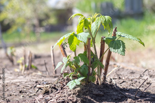 Small young raspberry bush in the ground. Gardening concept. Planting raspberry seedlings in spring. Sprout of a berry bush in bright daylight in spring. Growing raspberries on a fruit farm or garden.