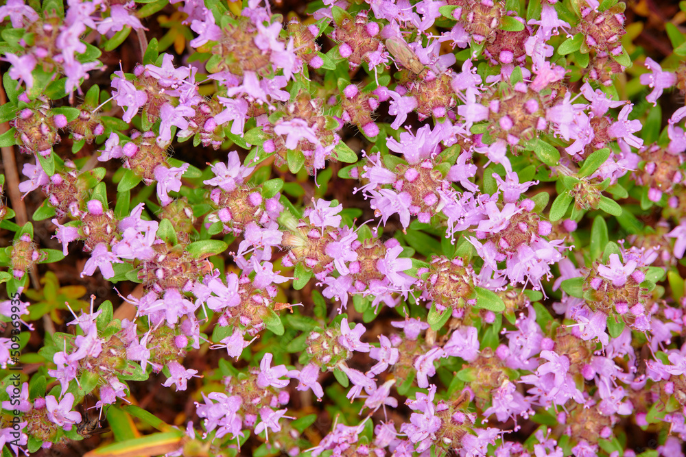 Thymus serpyllum, Breckland wild thyme, creeping thyme, or elfin thyme