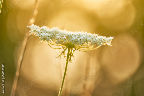 Fototapeta Daucus carota, whose common names include wild carrot, bird's nest, bishop's lace, and Queen Anne's lace (North America), is a white, flowering plant in the family Apiaceae