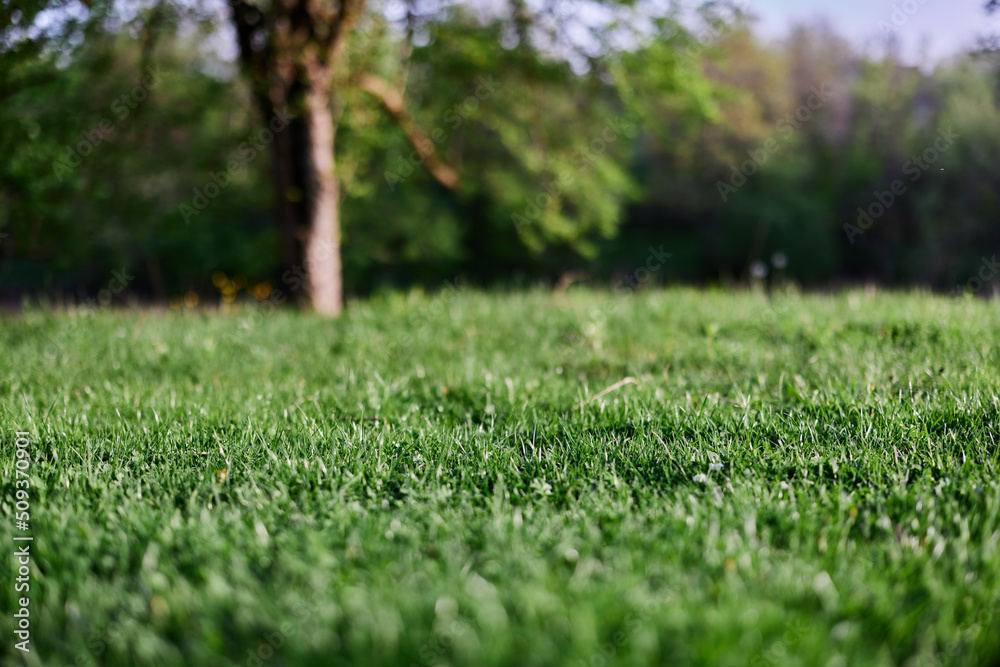 Green spring grass growing in a clearing, taken close-up in sunlight Green spring grass growing in a clearing, taken close-up in sunlight